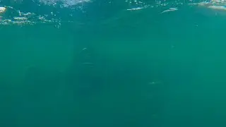 Whale shark following our boat off of Destin, Florida