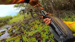 3 macam jenis ikan gabus (toman,bujuk,gabus) berhasil landed dalam waktu trip sehari..!