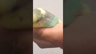 all of my birds (don't hate on the disabled one pls)