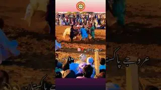 Karah News 2025 #jalsakarah #karhanews #youtubeshorts #shorts #gujarkhan #pothwar