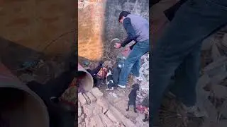 आज तो सबके कपड़े उतर गए 😂 #shorts #puppies #animals