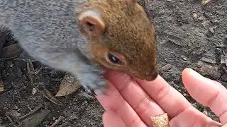 Feeding Squirrel By Hand