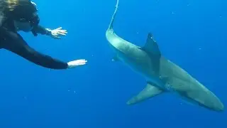 Shark Diving on the North Shore of Hawaii by Hawaii Eco Divers