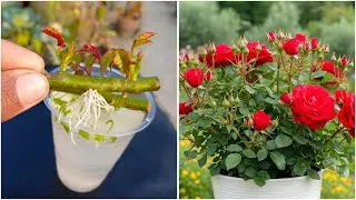 Create new rose plant by stem | Simple gardening hack