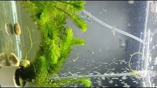 Nicz Adventure Journey is live!..Amazing Fish Tank
