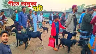 শীতে ২ হাজার টাকায় ছাগল পাওয়া যায় | baluka goat market price | village market 