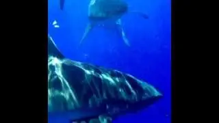 CLOSE UP SHARKS