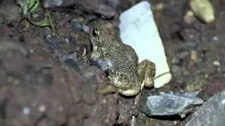 Alytes obstetricans - Geburtshelferkr&ouml;te Ruf - common midwife toad calling