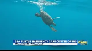 Hawaii Marine Animal Response to open Sea Turtle Rehab Center