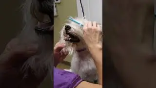Trimming #Westie Face with #8.5 Shear // Subscribe Like Share