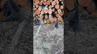 #hydro #oil #pipe #broken #error #mechanic #truck #loading #trees #loglift #driving #fyp