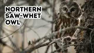 Owl Sound