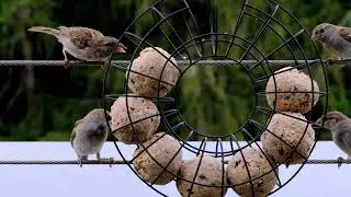 Bird, sparrow, sperling free stock video  Free for use & download