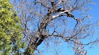 Jan 24, 2026 &mdash; Last shot of the season; the squirrel got away.  Bye..!See you in September! Again..!