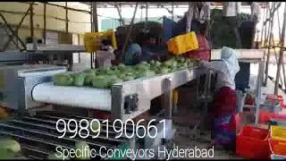 Mango Fruit Grading Conveyor