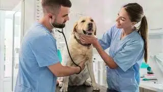 Can dog pass infectious disease to humans? 