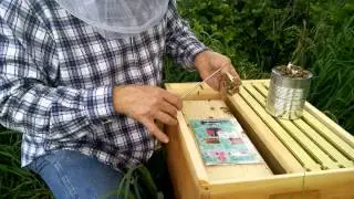 First Time Beekeeper