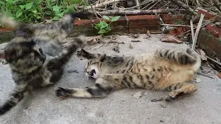 Angry Kittens Fighting