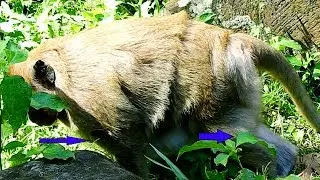 Finally, Monkey Dana Can Walk,But Very Hard & Shaking Body