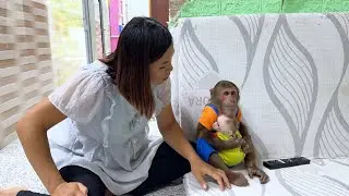 Naughty Monkey CUTIS Hide Mom Watch TV with Little Monkey!