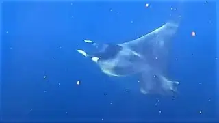 mobula ray feeding