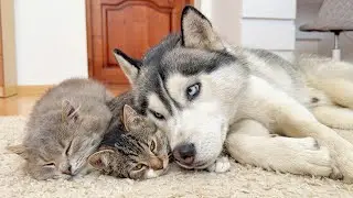 Jealous Husky Reacts When Two Kittens Fall in Love!!