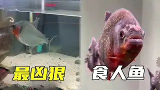 自从养的红腹食人鱼被咬之后，打算入手一条更凶猛的食人鱼称为食人鱼中的天花板，怎料竟然被养在炸串店里！【鲁伟学长】