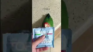 New bird video #pleasesupportandsuscribe