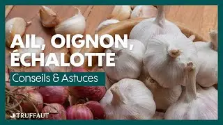 Comment planter des oignons, de l'ail et des &eacute;chalotes au potager ? - Truffaut