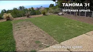 Tahoma 31 Hybrid Bermuda Grass Plugs September Update