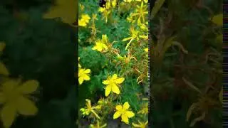 Example of bee foraging for pollen
