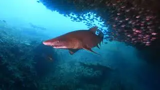 Shark Cave