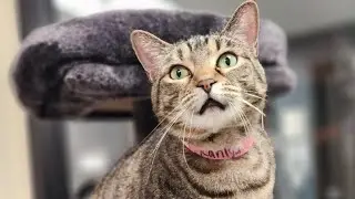 Nevada SPCA waives adoption fees for one day only