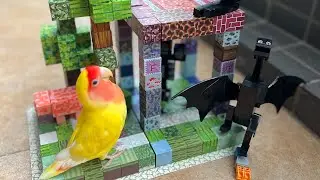 #parrot #minecraft #minecraftshorts #parrots #parrotvideo #parrotcare 