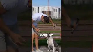 💔 &iexcl;BASTA de MENTIRAS! Por qu&eacute; el Positivismo Puro est&aacute; HACIENDO SUFRIR a tu perro
