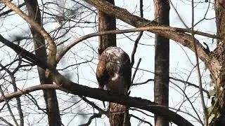Poiana (Buteo buteo) - Pianura Padovana - Dicembre 2026