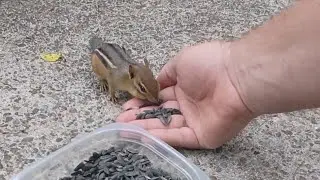 Hand Feeding chipmunk Ivy