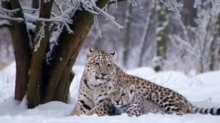 Heartwarming Encounter: Snow Leopard Mom & Two Cubs in the Wild!