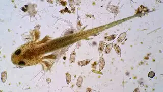 How to feed baby newts and fish (the easy way!)