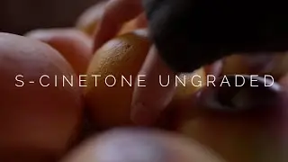 Sony A7SIII S Cinetone Test Footage (No Grade)
