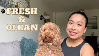 FRESH & CLEAN - KEEP YOUR DOG SMELLING GOOD!