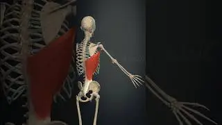 Тренирую людей в тг: v_work_pl #спорт #powerlifting #какнакачатьбицепс #anatomy #рекомендации