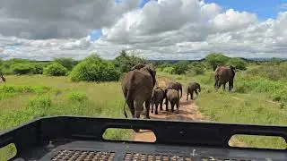 Bébés éléphant