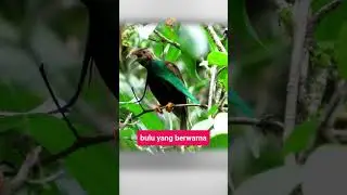 Burung Bidadari yang Terasing di Halmahera | Info Populer #facts #shorts