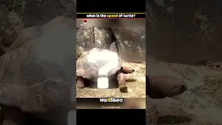 कछुओं की रफ्तार 🐢 😱