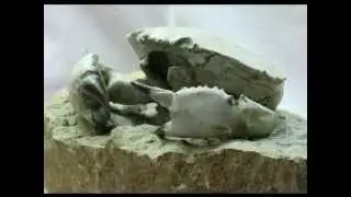Harpactocarcinus punctulatus | Fossil Crab from Italy | Fossil Crab for Sale