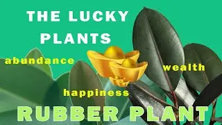💰Ficus Elastica (Rubber Plant) 🌱  LUCKY FENG SHUI PLANT FOR WEALTH #fengshui#luckyplants