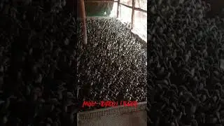 mob- 8480115645 duck chicks bataka chua #duck #farming #odisha #farmers
