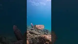 Snoopy Island and Sharm rocks, Fujairah, UAE | Reef Oasis diving center