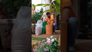 Plantio de Cacto Mandacaru em vaso. 🌵
